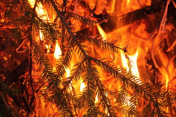 Forest fire - fir tree branches in the flame closeup, illustration, texture for backround