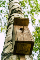 A Closeup of the Birdhouse on a Birch Tree on Early Sunny Spring Day