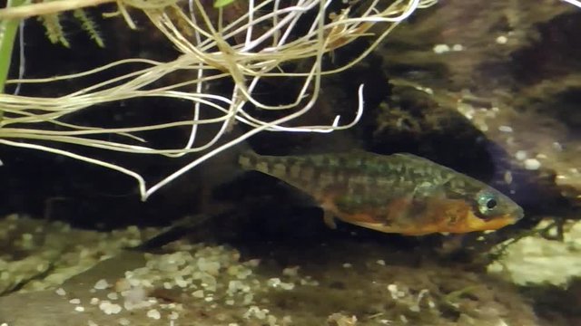 Dreistachliger Stichling, &nbsp;Three-spined stickleback, Gasterosteus aculeatus