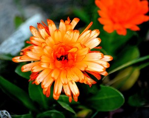 EL CALAFATE (Montañas, nieve, hielo, aves, paisajes, amanecer y anochecer Lago Argentino)