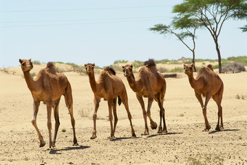 Four camels run in the Thar desert near Jamba, Rajasthan, India.