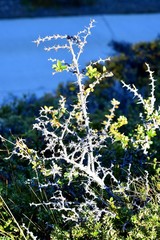 EL CALAFATE (Montañas, nieve, hielo, aves, paisajes, amanecer y anochecer Lago Argentino)