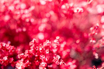 abstract background with pink flowers