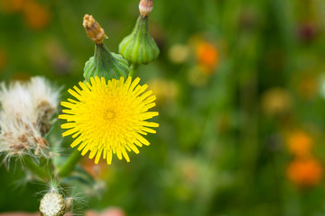 macro shot ofwildflower dandelion hairy seeds on a