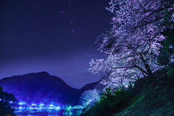 夜桜　留浦浮橋(とずらうきはし) © Yasuhiro Iizuka