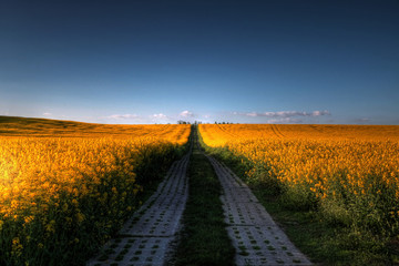 Grenzweg durch den Raps long Road to the field