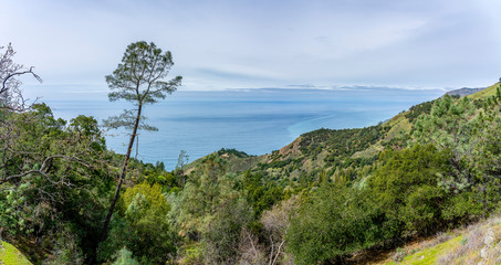 Panorama of Coastal Forest with Ocean