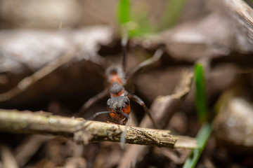 Ant Close up 