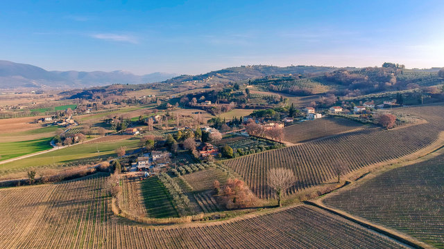 The vineyards of Montefalco, Umbria, Italy