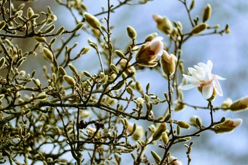 Magnolie als Frühlingsbote