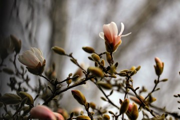 Magnolie als Frühlingsbote