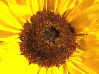 Obraz premium Sunflower open in the summer sun (Helianthus annuus)