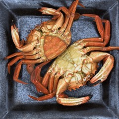 Macro photo of cooked crabs (“Necora puber” or velvet swimmer) on a dish before chopping them to serve. Female crab, with red abdomen, and male crab with white abdomen