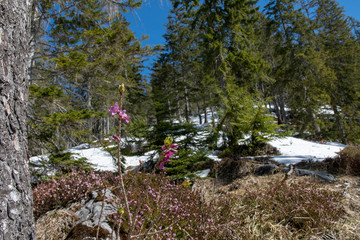 Bergwald zur Schneeshcmelöze mitz Blauen Himmel, Schneeheide und Seidlbast Blüten