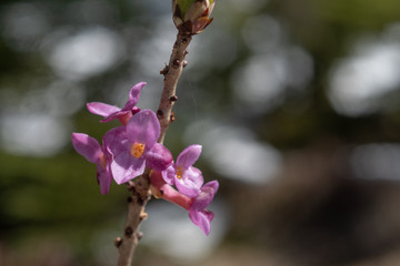 Blüten des Sedilbastes 