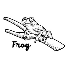 Hand Drawn Frog
