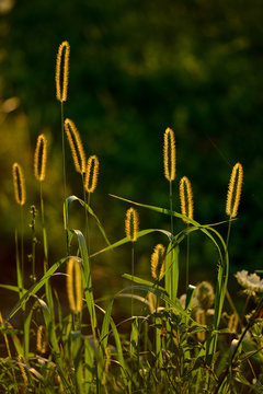 Golden grass