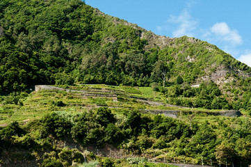 Fototapeta na wymiar Weinberge bei Seixal auf Madeira