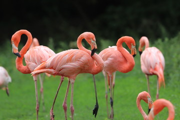 Flamingo Gang