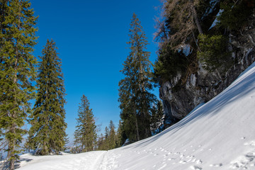 Schnee im Bergwald in der Sonne im Frühjahr