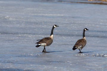 Canada geese (Branta canadensis) walking on a frozen lake near their nesting area