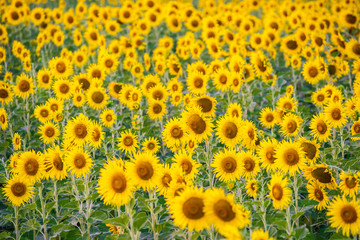  landscape nature with a sunflowers field in Thailand ,  sunflower blooming