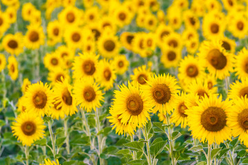  landscape nature with a sunflowers field in Thailand ,  sunflower blooming