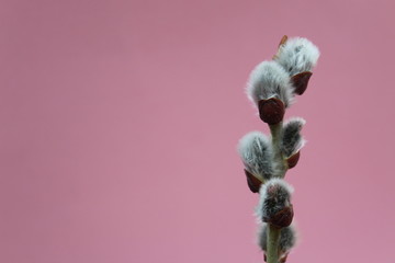 Pussy willow branches blossomed in spring on a pink background