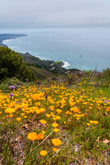 California Poppies along Coastline