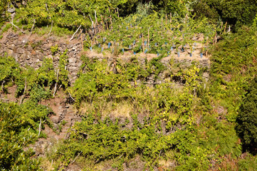 Weinberge bei Seixal auf Madeira