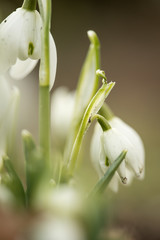 Wei&szlig;e Schneegl&ouml;ckchen Galanthus Nivalis Blume im Sonnenschein des Winter Fr&uuml;hling Garten als Fr&uuml;hlingsbote