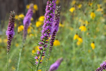 Flora Tall Purple Flowers Perennial Lupine Stalks Field