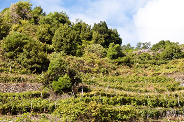 Weinberge bei Seixal auf Madeira