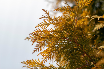  Conifer bush as background