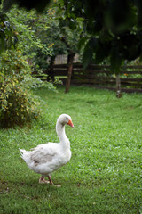 goose on a grass