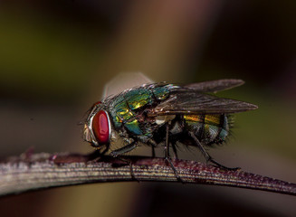 Fly close up; Macro shot of a house fly; house fly close up; greenbottle fly