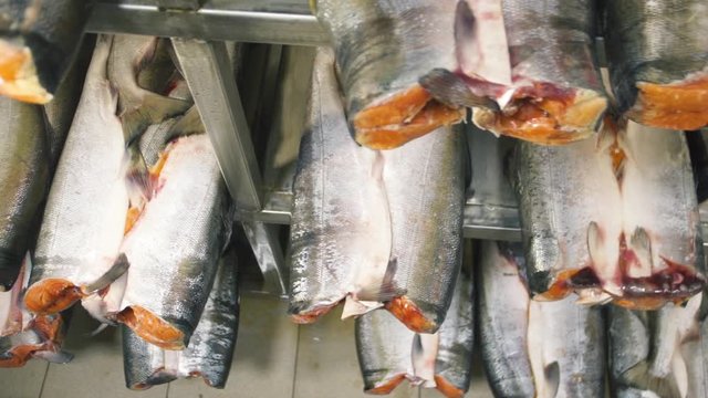 defrosting salmon 6