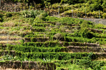 Weinberge bei Seixal auf Madeira