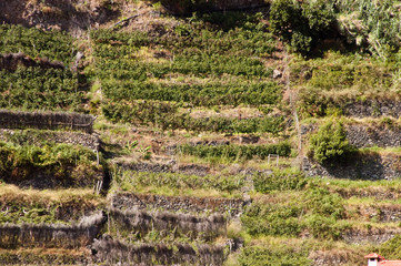 Weinberge bei Seixal auf Madeira