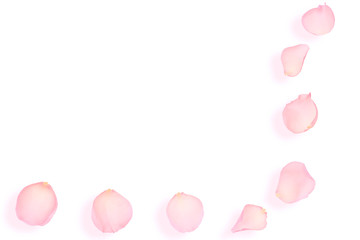 pink rose petals isolated on white background