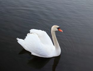 swan on lake