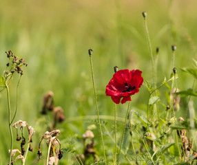 Obraz premium Mohn 03