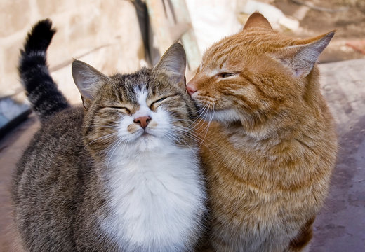 Cat love. Beautiful couple of cats who kiss, laugh, happy