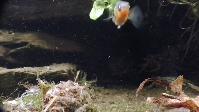 Dreistachliger Stichling, &nbsp;Three-spined stickleback, Gasterosteus aculeatus