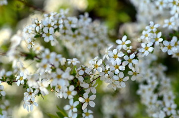 Weiße Blüten an einem Busch