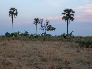 Giraffes