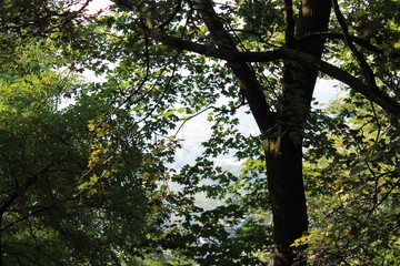 Obraz premium Trunk and green foliage of trees closeup