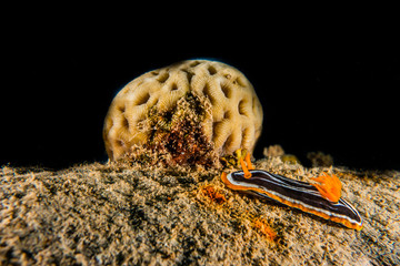 Sea slug in the Red Sea Colorful and beautiful, Eilat Israel
