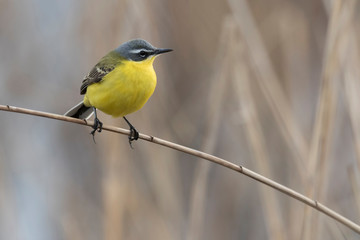 Obraz premium Wagtails
