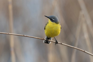Wagtails